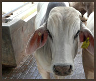 Cattle Supply