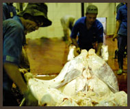 Skin Process