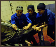 Slaughter Process