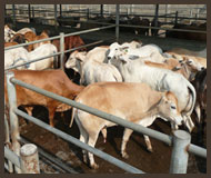 Slaughter Stock